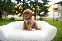 Teal Collar, a female Goldendoodle for sale in Spokane, WA – Photo 4 of 6