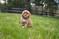 Teal Collar, a female Goldendoodle for sale in Spokane, WA – Photo 1 of 6