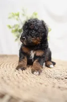 processed/4d5f93f7-3675-463d-ba95-be1f084c8b4f/listing/5d34a825-28ca-4cc5-9ccf-e296932cf9ab/38466549-8f4d-4381-85fd-d6e01a3775b8