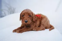 Red Collar, a female Goldendoodle for sale in Spokane, WA – Photo 1 of 3