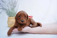 Red Collar, a female Goldendoodle for sale in Spokane, WA – Photo 2 of 3