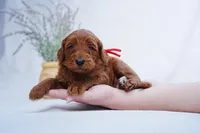 Red Collar, a female Goldendoodle for sale in Spokane, WA – Photo 3 of 3
