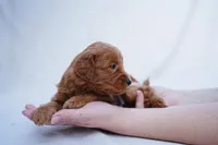 Gray collar, a female Goldendoodle for sale in Spokane, WA – Photo 3 of 3