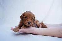 Gray collar, a female Goldendoodle for sale in Spokane, WA – Photo 2 of 3
