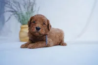 Gray collar, a female Goldendoodle for sale in Spokane, WA – Photo 1 of 3