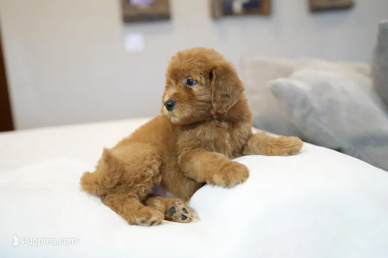 Gray collar – Goldendoodle puppy for sale in Spokane, WA