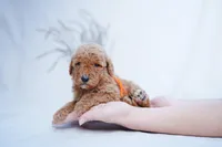 Orange Collar, a female Goldendoodle for sale in Spokane, WA – Photo 1 of 3