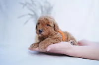Orange Collar, a female Goldendoodle for sale in Spokane, WA – Photo 2 of 3