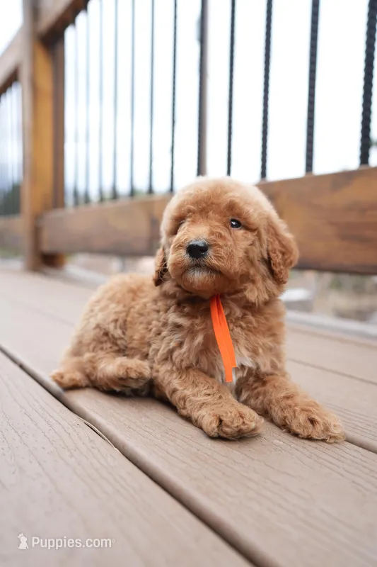 Orange Collar – Goldendoodle puppy for sale in Spokane, WA