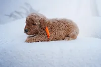 Orange Collar, a female Goldendoodle for sale in Spokane, WA – Photo 3 of 3