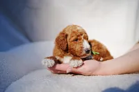 Green Collar, a male Goldendoodle for sale in Spokane, WA – Photo 1 of 3