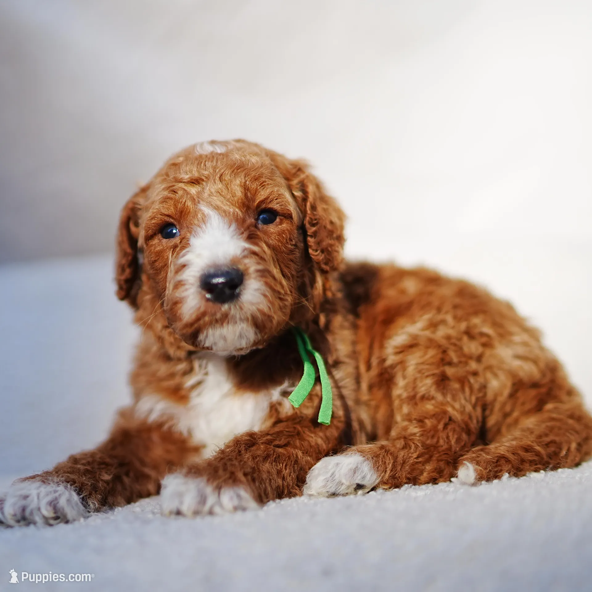 Green Collar, a male Goldendoodle for sale in Spokane, WA – Photo 3 of 3