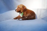 Green Collar, a male Goldendoodle for sale in Spokane, WA – Photo 2 of 3