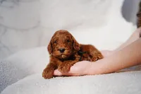 Black Collar, a male Goldendoodle for sale in Spokane, WA – Photo 2 of 3