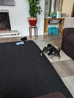 Dougie, a male Miniature Schnauzer for sale in Lacey, WA – Photo 2 of 4