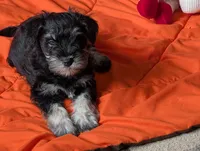 Dougie, a male Miniature Schnauzer for sale in Lacey, WA – Photo 4 of 4