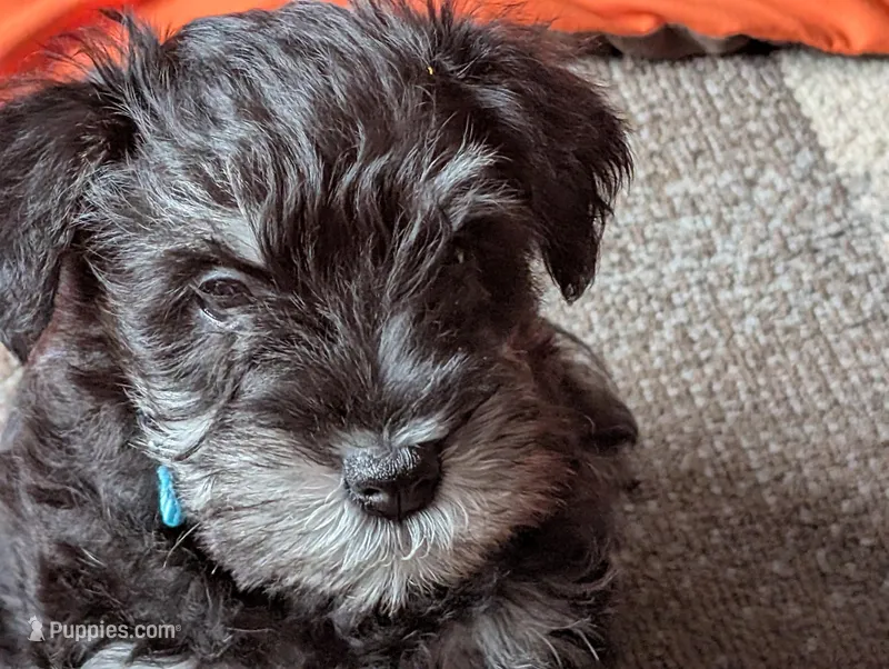Dougie – Miniature Schnauzer puppy for sale in Lacey, WA