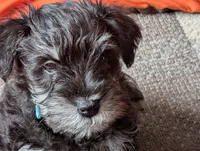 Dougie, a male Miniature Schnauzer for sale in Lacey, WA – Photo 1 of 4