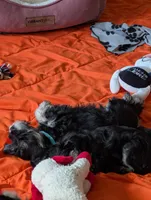 Dougie, a male Miniature Schnauzer for sale in Lacey, WA – Photo 3 of 4