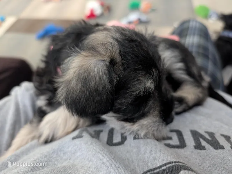 Lucy – Miniature Schnauzer puppy for sale in Lacey, WA