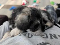 Lucy, a female Miniature Schnauzer for sale in Lacey, WA – Photo 1 of 3