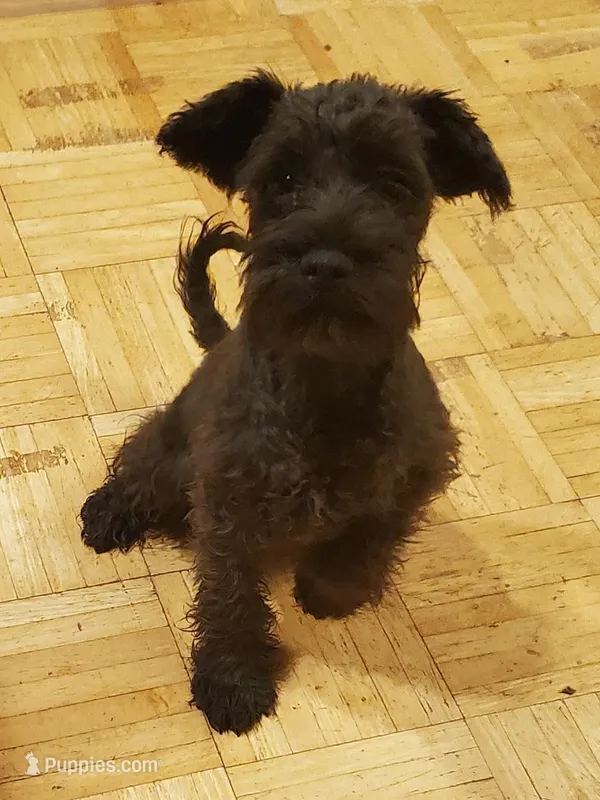 Mini schnauzer girl 1