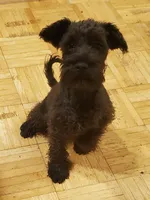 Mini schnauzer girl 1, a female Miniature Schnauzer for sale in Trussville, AL – Photo 1 of 3