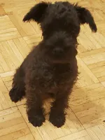 Mini schnauzer girl 1, a female Miniature Schnauzer for sale in Trussville, AL – Photo 2 of 3