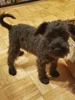 Mini schnauzer girl 1, a female Miniature Schnauzer for sale in Trussville, AL – Photo 3 of 3