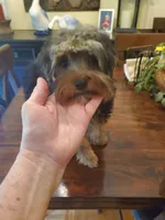 Peppers boy#1, a male Yorkshire Terrier for sale in Trussville, AL – Photo 3 of 3
