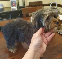 Peppers boy#1, a male Yorkshire Terrier for sale in Trussville, AL – Photo 2 of 3