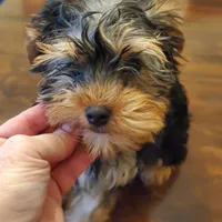 Peppers boy#2, a male Yorkshire Terrier for sale in Trussville, AL – Photo 1 of 2