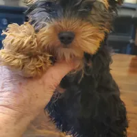 Peppers boy#2, a male Yorkshire Terrier for sale in Trussville, AL – Photo 2 of 2