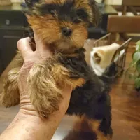 Peppers boy#1, a male Yorkshire Terrier for sale in Trussville, AL – Photo 2 of 2