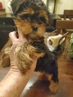 Peppers boy#1, a male Yorkshire Terrier for sale in Trussville, AL – Photo 2 of 2