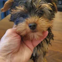 Peppers boy#1, a male Yorkshire Terrier for sale in Trussville, AL – Photo 1 of 2