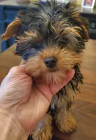 Peppers boy#1, a male Yorkshire Terrier for sale in Trussville, AL – Photo 1 of 2