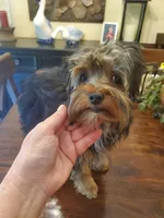 Peppers boy#1, a male Yorkshire Terrier for sale in Trussville, AL – Photo 3 of 3