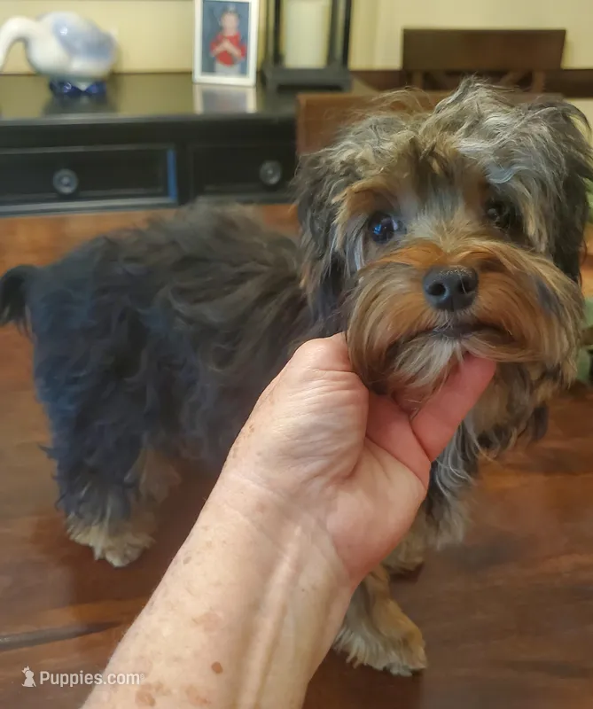 Peppers boy#1, a male Yorkshire Terrier for sale in Trussville, AL – Photo 1 of 3