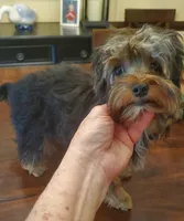 Peppers boy#1, a male Yorkshire Terrier for sale in Trussville, AL – Photo 1 of 3