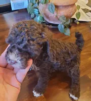 Raven's chocolate brown girl, a female Poodle - Miniature  for sale in Trussville, AL – Photo 2 of 2