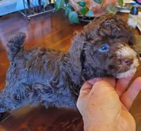 Raven's chocolate brown girl, a female Poodle - Miniature  for sale in Trussville, AL – Photo 1 of 2