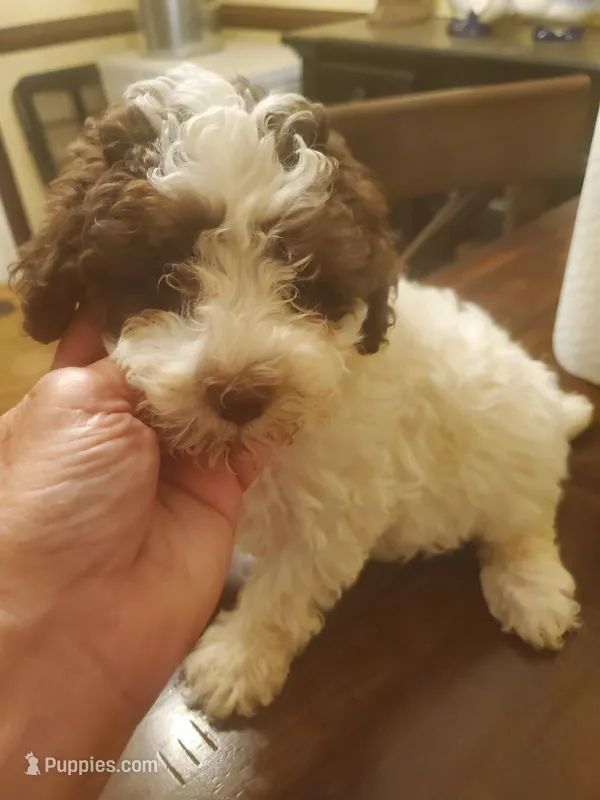 Reece's chocolate parti girl, a female Poodle - Miniature  for sale in Trussville, AL – Photo 1 of 2