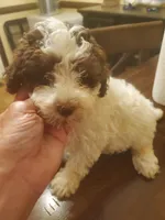 Reece's chocolate parti girl, a female Poodle - Miniature  for sale in Trussville, AL – Photo 1 of 2