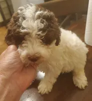 Reece's chocolate parti girl, a female Poodle - Miniature  for sale in Trussville, AL – Photo 2 of 2