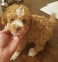 Reece's apricot girl, a female Poodle - Miniature  for sale in Trussville, AL – Photo 2 of 2