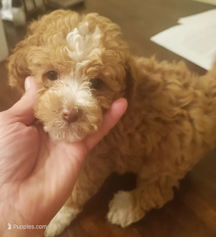 Reece's apricot girl – Poodle - Miniature  puppy for sale in Trussville, AL