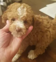 Reece's apricot girl, a female Poodle - Miniature  for sale in Trussville, AL – Photo 1 of 2