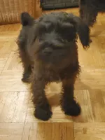 Mini schnauzer Male 1, a male Miniature Schnauzer for sale in Trussville, AL – Photo 3 of 3