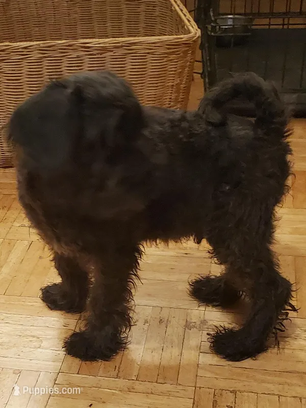 Mini schnauzer Male 1